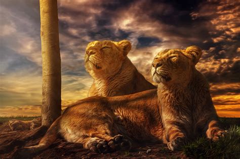 Fonds Decran Fauve Lions Levers Et Couchers De Soleil Lionne Deux Hdr
