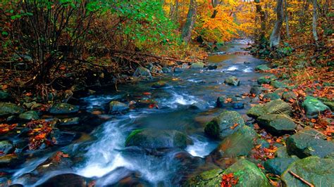Water Stream Between Green Yellow Leaves Covered Forest During Daytime