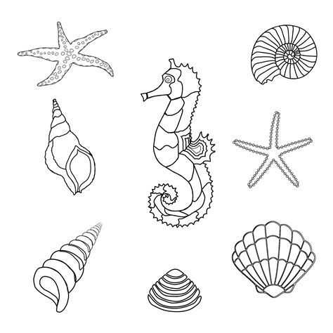 Seahorse Shells Outline Clipart Free Stock Photo Public Domain Pictures