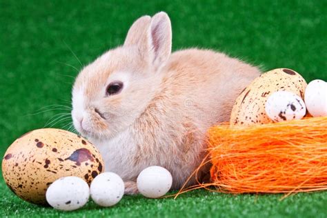 Rabbit And Eggs Stock Photo Image Of Eggs Holder Happy