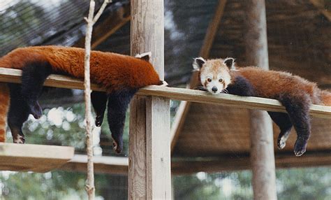 These Red Pandas Were A Favorite Attraction At The Mill Mountain Zoo