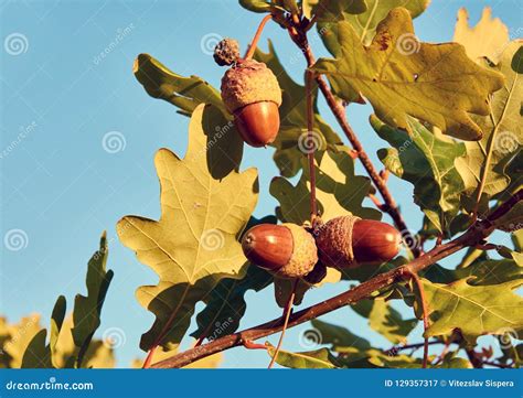 Close Up View Of Three Acorns Between Leaves On Oak Tree Under Stock