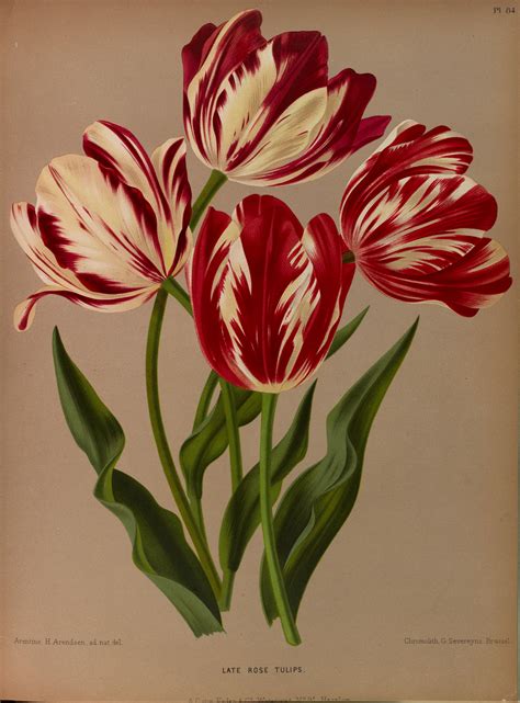 Tulips Circa 1881 Tulip Painting Botanical Painting Botanical