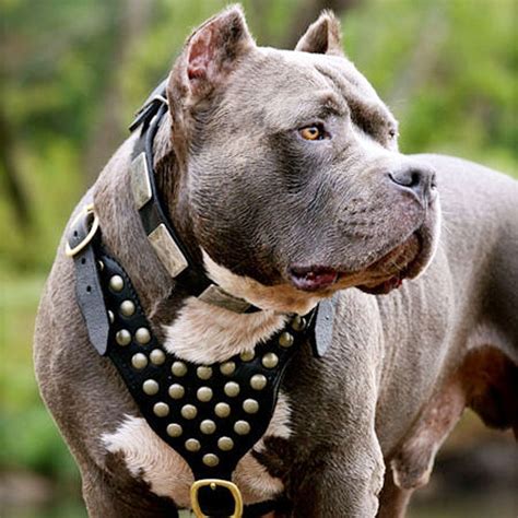 50 Most Beautiful Pit Bull Dog Pictures And Photos