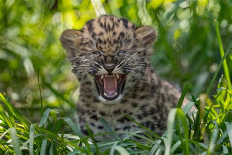 Pair Of Endangered Amur Leopard Cubs Born At The San Diego Zoo San