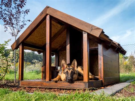 Can A German Shepherd Puppy Sleep Outside World Of Dogz