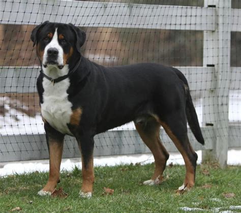 Greater Swiss Mountain Dog Dog Breed Information Swiss Mountain Dogs