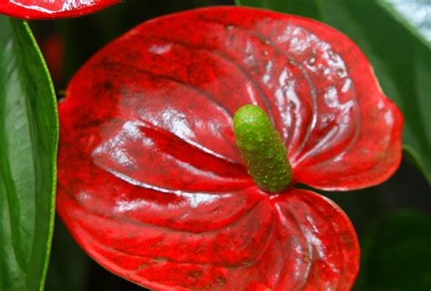 Fotos Gratis Hoja Flor Pétalo Comida Rojo Produce Flora De
