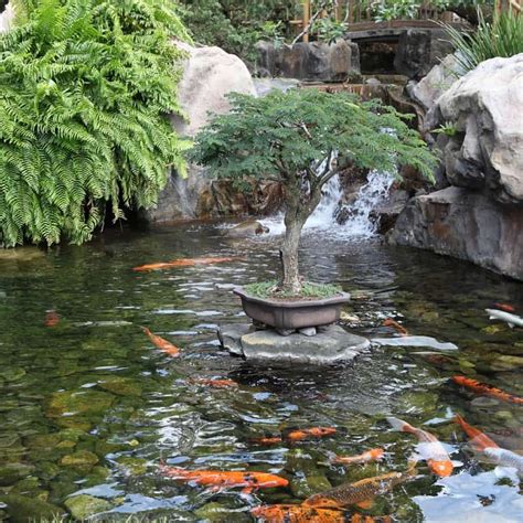 Oriental Koi Pond With A Bonsai Tree In The Middle Fish Pond Gardens
