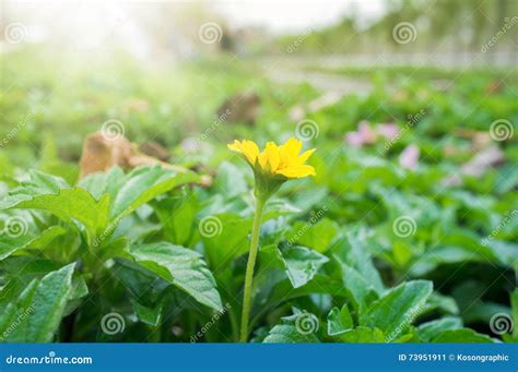 Yellow Flower Beautiful Nature Scene Stock Image Image Of Blur
