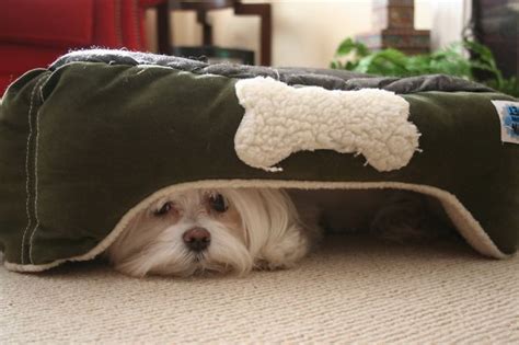 159 Dogs Who Suck At Hide And Seek Bored Panda