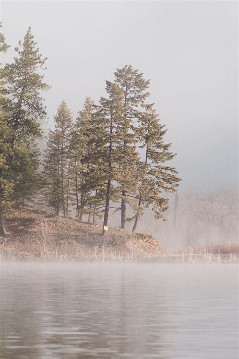 Pine Trees On A Point Of Lake By Stocksy Contributor Justin Mullet