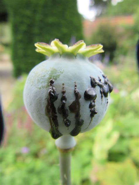 Opium Harvested In Lambeth Plant Lore