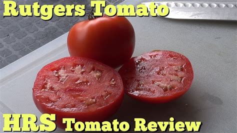 Tomato Astronaut Volkov Vegetable Seeds Average Early From Ukraine