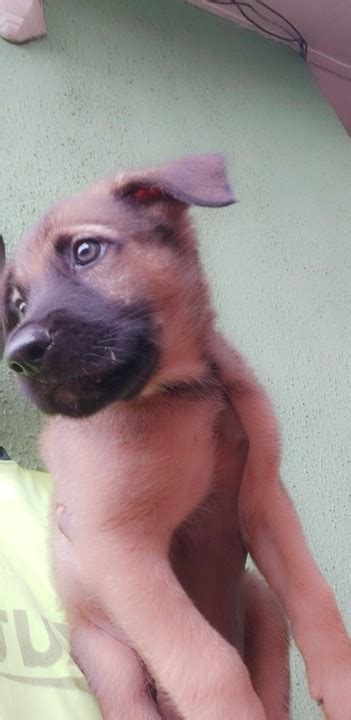 Pure Breed German Shepherd Puppy For Sale Pets Nigeria