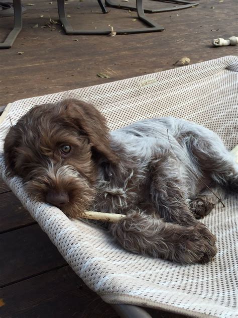 wirehaired pointing griffon dog breed information