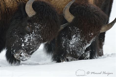 Marcel Huijser Photography Rocky Mountain Wildlife Friendly Nudge