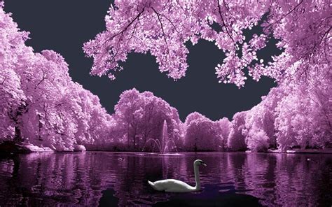 Get free wallpapers for your pc. Pink Landscape With White Swan wallpaper | nature and ...
