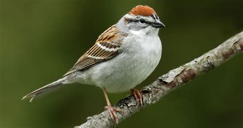 Chipping Sparrow Identification All About Birds Cornell Lab Of