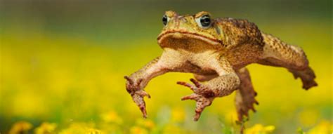 Cane Toads Accelerated Their Hostile Takeover By Evolving To March In