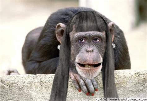 All Funnycutecool And Amazing Animals Funny Chimpanzee Pictures