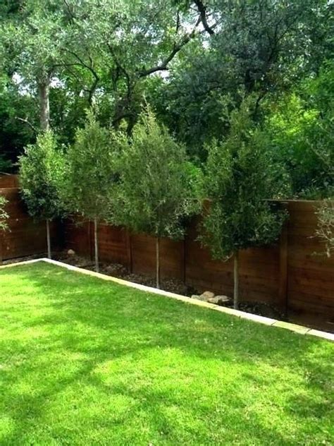 Best Privacy Trees For Small Backyard Privacy Trees For Small Backyards