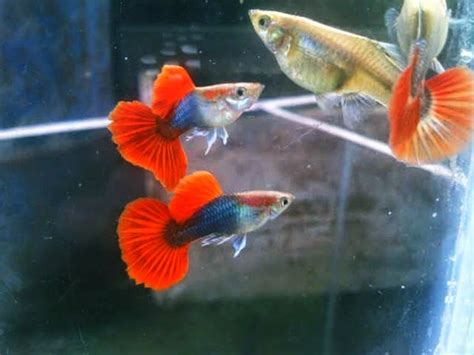 Pusat toko jual aneka macam bibit benih ikan hias dengan berbagai macam bentuk dan warna cantik yang bisa anda pesan secara langsung. jual ikan hias murah di depok