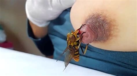 Horsefly That Suck The Nipple Zoo Tube 1
