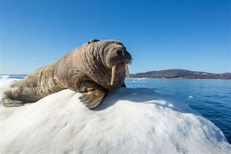 This Walrus Fell Asleep On An Iceberg And Woke Up In Ireland Travel