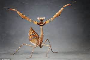 The Dance Of Death Male Praying Mantises Dance Seductively To Attract