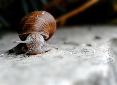 Free Images Nature Fauna Shell Invertebrate Close Up Snail