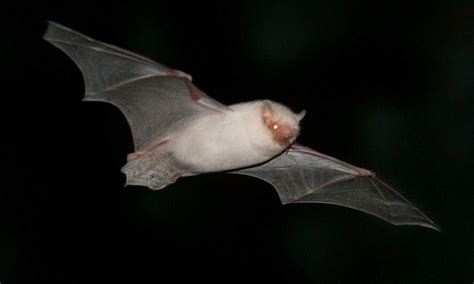 White Bat Shows Up Against The Night Skies Of Britain In Extremely Unusual Sighting Daily Mail