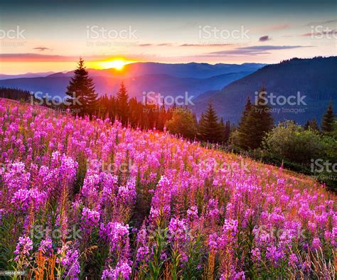 Beautiful Autumn Landscape In The Mountains With Pink Flowers Stock