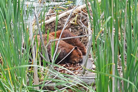 The Sleeping Beavers Photograph By Asbed Iskedjian