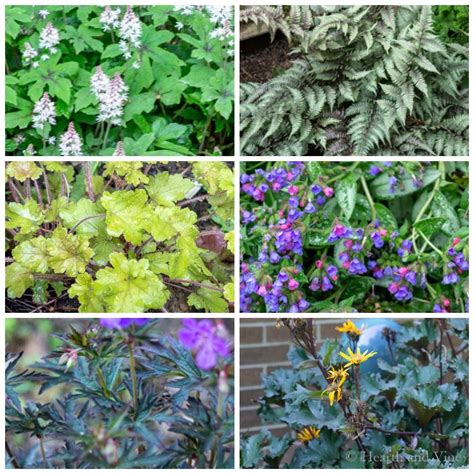 11 Perennial Shade Plants With Beautiful Foliage Gardening