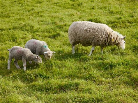 Lambs Sheep Livestock Free Photo On Pixabay Pixabay