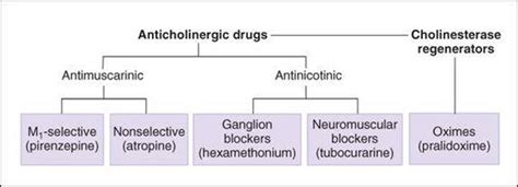 Cholinoceptor Blockers And Cholinesterase Regenerators Katzung