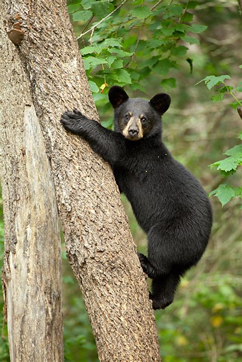 Black Bear Cub — Slonina Nature Photography