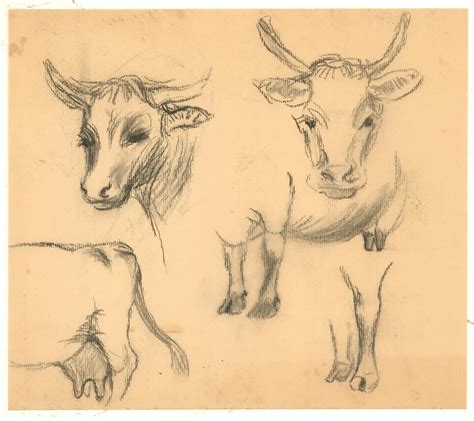 Update 153 Cow Sketch Art Ineteachers
