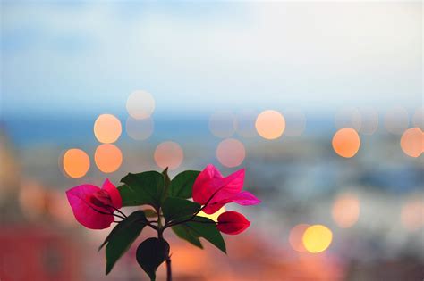 Free Images Blossom Bokeh Plant Sky Sun Sunrise Sunset