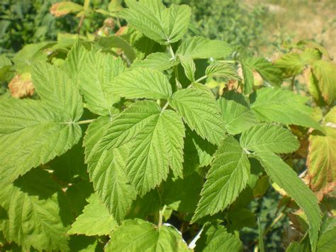 3 Raspberry Leaf Benefits For Women - Herbal Academy