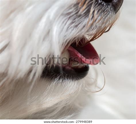 Tongue Maltese Dog Bubbles On Shallow Stock Photo Edit Now 279948389