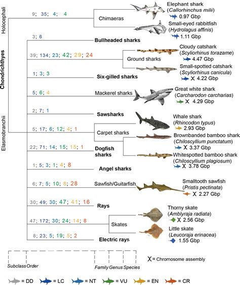 Frontiers State Of Shark And Ray Genomics In An Era Of Extinction