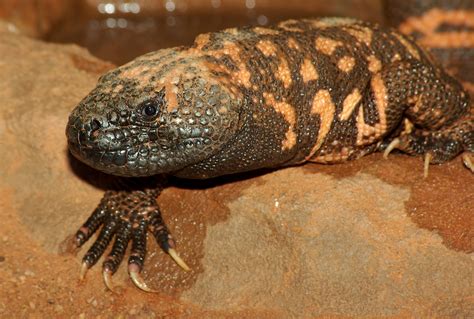 Photos The Poisonous Creatures Of The North American Deserts Live