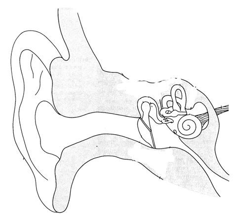 Ear Diagram Diagram Quizlet