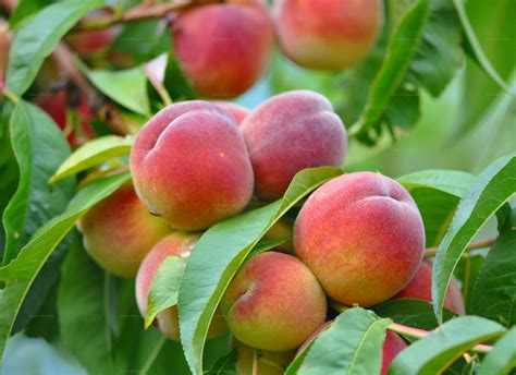 Species Peach Prunus Persica L Batsch