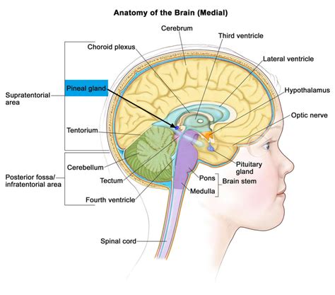 Pineal Gland And Its Function Cyst And Calcified Pineal Gland