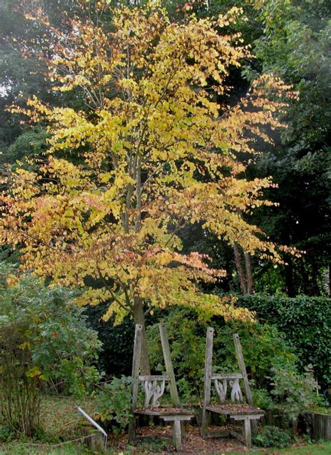 Planting A Katsura Tree Tips And Tricks To Make Sure It Thrives
