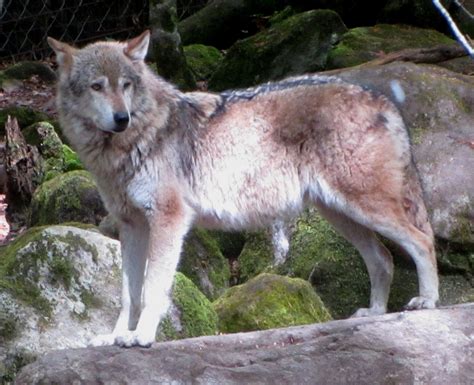 The Return Of The Wolf To France What Shepherds Say Walking The Pyrenees