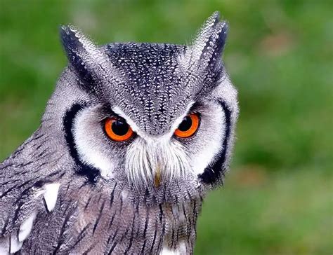 12 Different Types Of Owls With Pictures And Facts